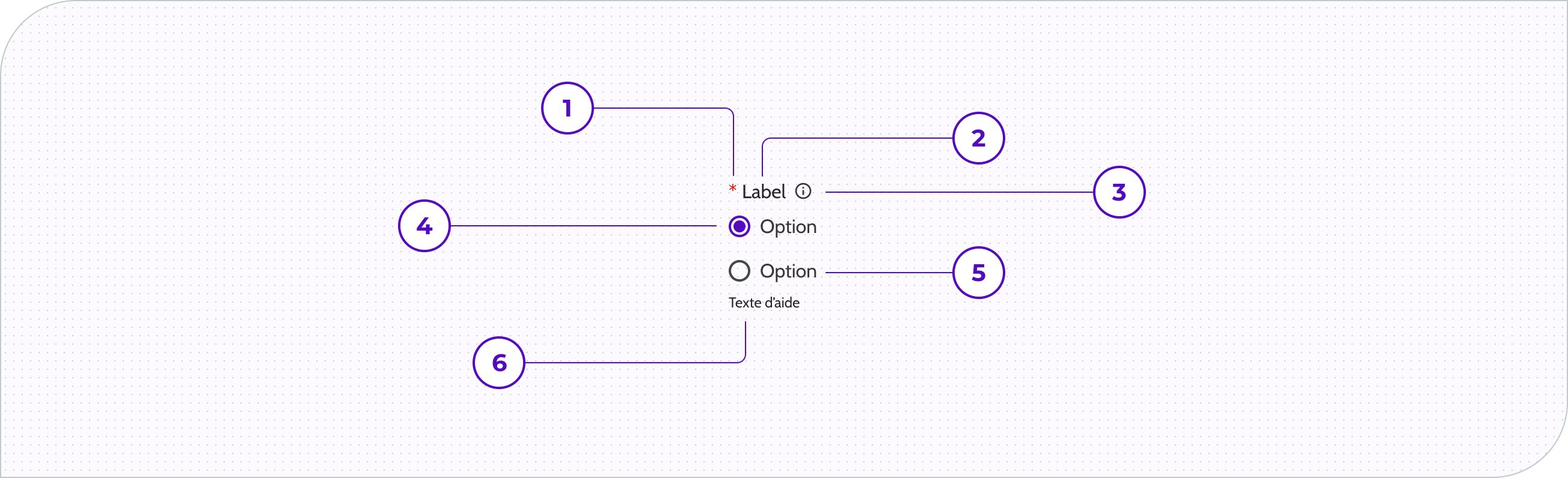 Radio group - Anatomie